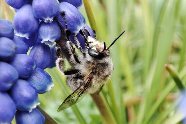 Biodiversität - Wissen schafft Wandel